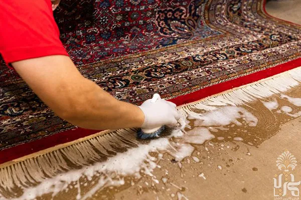 caring-carpet-roots
